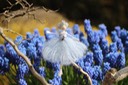 pale blue hyacinth 3