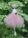 pale pink rosebud taunton
