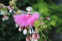 pink fairy Elsie spring blossom