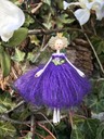 purple iris 2