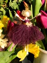spring dark iris