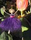 spring purple tulip 1